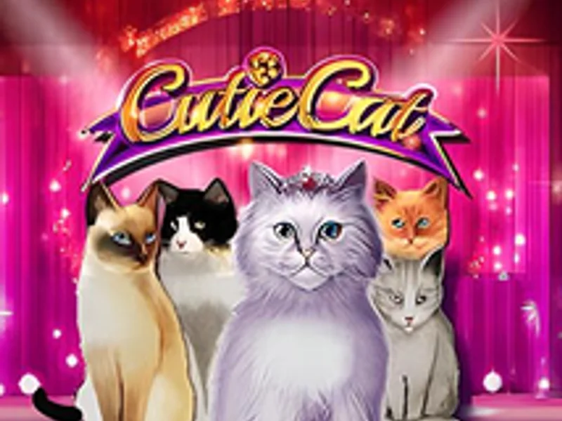 Cutie Cat