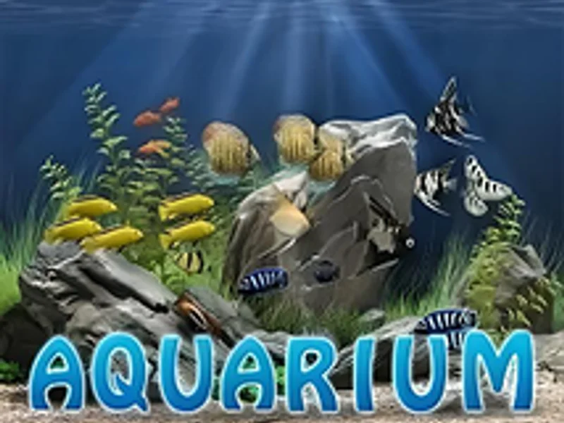 World Match Aquarium